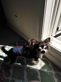 Portrait of dog by window at home