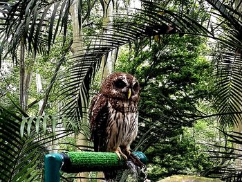 Bird perching on a tree