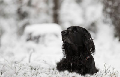 Close-up of black dog during winter