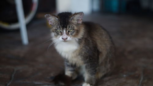 Close-up of cat sitting outdoors