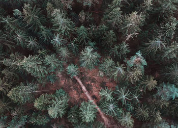 Full frame shot of trees during winter