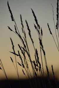 Close-up of stalks in field against sunset sky