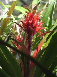 Close-up of red flowers