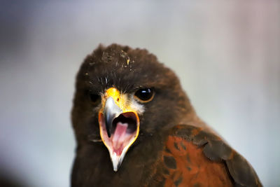 Close-up portrait of eagle