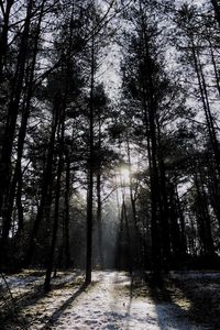 Trees in forest