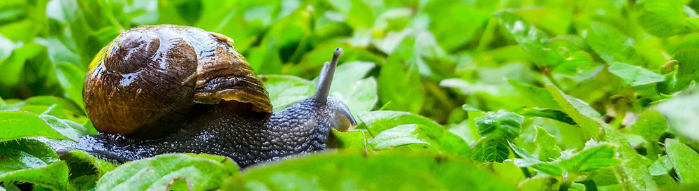 Panoramic view of snail on plants