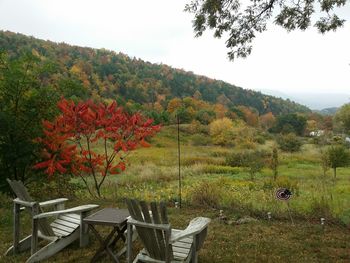 Scenic view of grassy field against sky