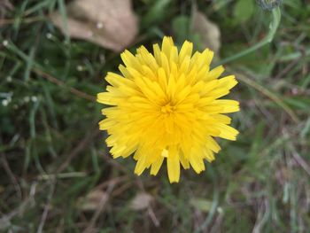 Close-up of yellow flower