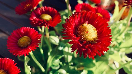 Close-up of red flowering plants