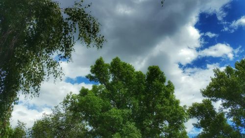 Low angle view of trees against cloudy sky