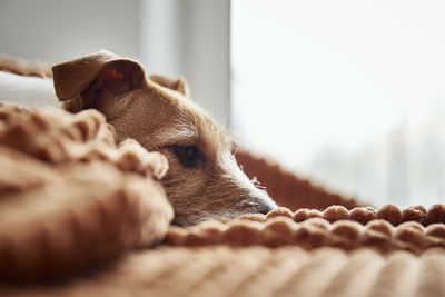 Dog lazing on couch