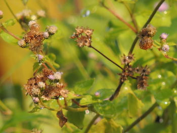 Close-up of plant against blurred background
