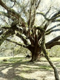 Trees on landscape