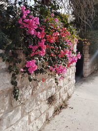 Pink flowers on plant