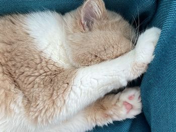 Close-up of cat sleeping