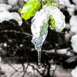 Close-up of frozen leaf in water