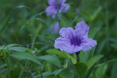 Close-up of purple flowering plant