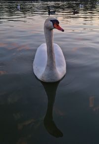 reflection