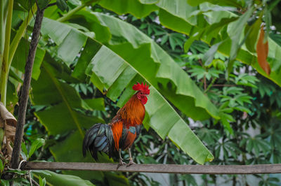 Butterfly perching on leaf