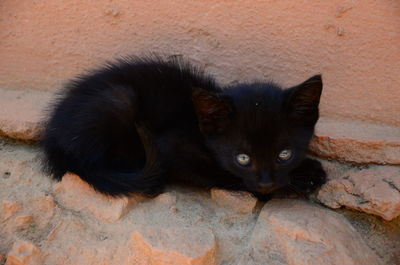 Portrait of black cat lying down