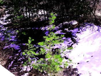 High angle view of flowering plants by trees in forest