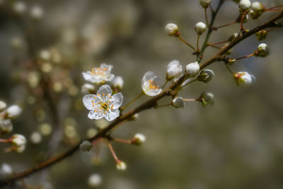 Close-up of white cherry blossoms in spring