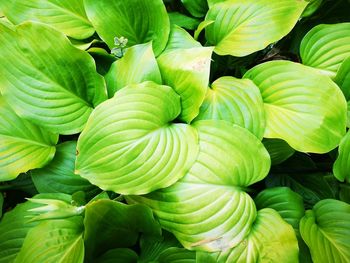 Full frame shot of green leaves