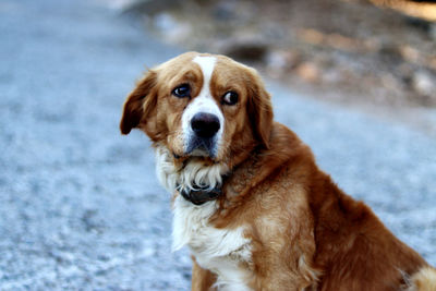 Young saint bernard dog