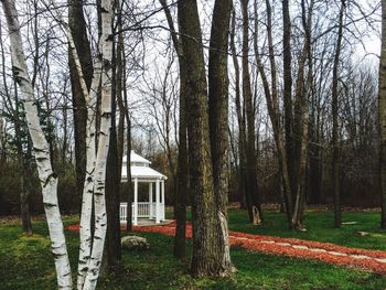 Bare trees in park