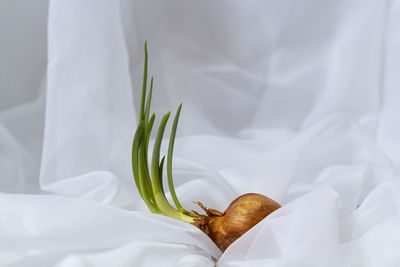 High angle view of white flower on bed