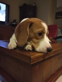 Close-up of dog relaxing at home