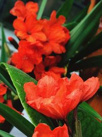 Close-up of red flowers blooming outdoors
