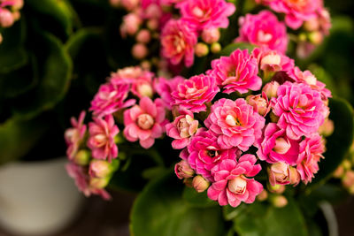 Close-up of pink flowers