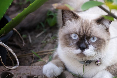 Close-up portrait of cat at home