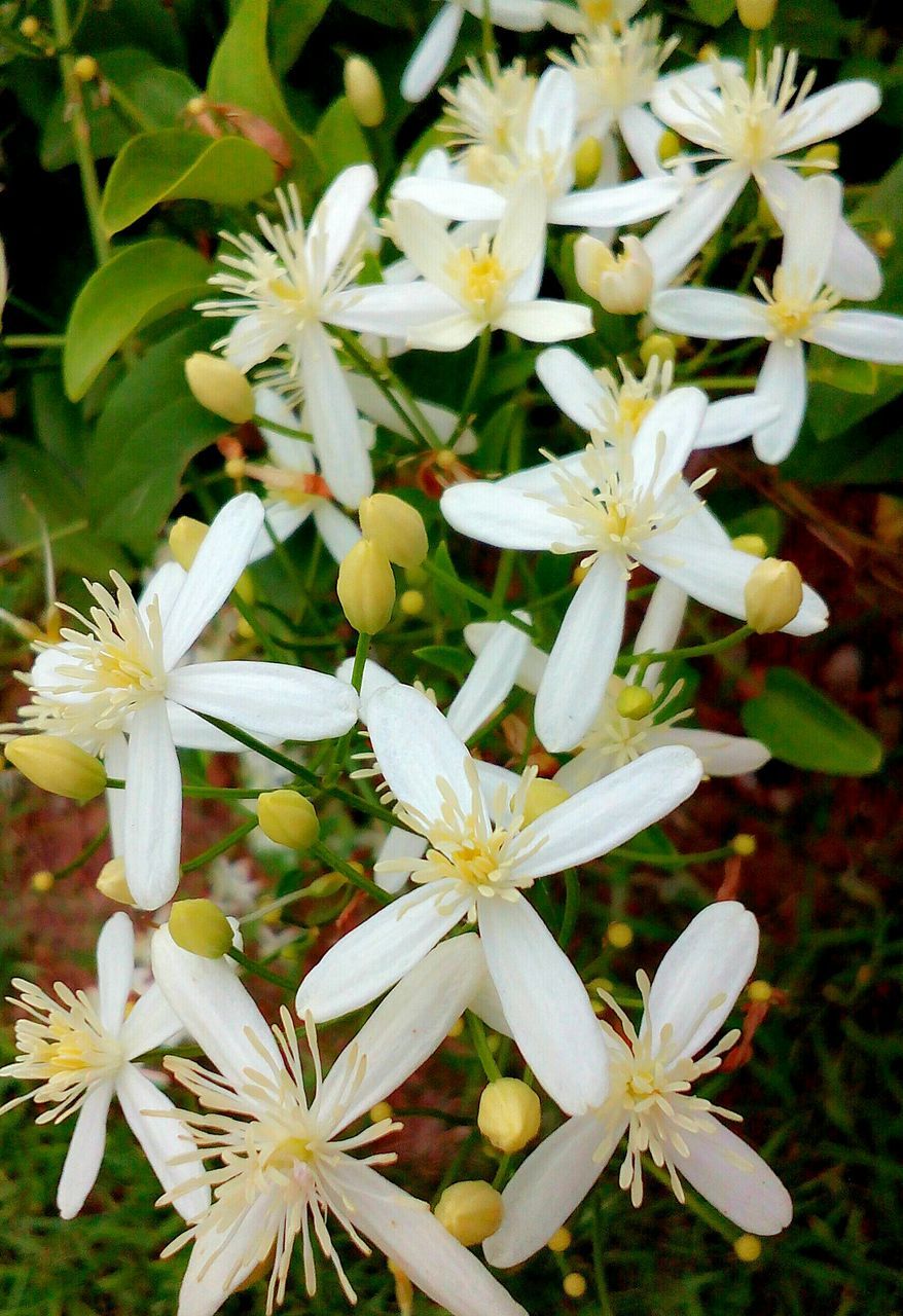 flower, freshness, petal, fragility, growth, beauty in nature, white color, flower head, nature, blooming, close-up, plant, focus on foreground, in bloom, pollen, day, field, stem, high angle view, outdoors