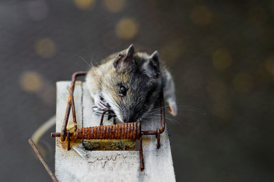 Close-up of squirrel