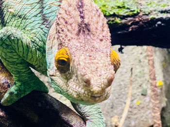 Close-up portrait of fish