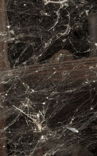 Full frame shot of tree