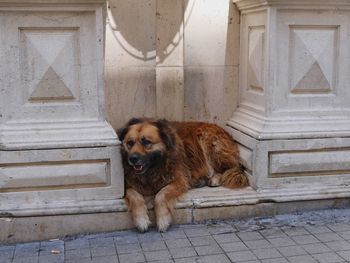 Dog looking away