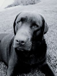 Close-up of a dog