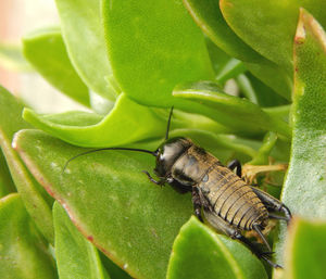 Close-up of insect on leaf