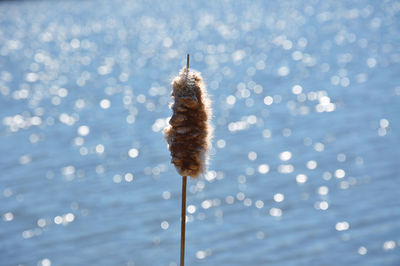 Close-up of plant against lake