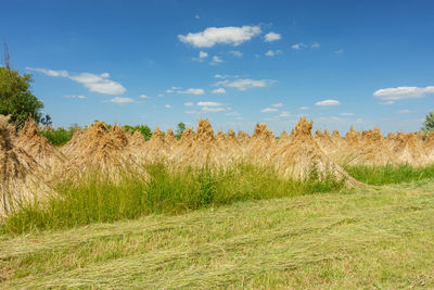 Plants growing on field against sky