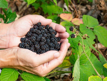 Mother harvests wild blackberries in the forest. woman is showing blacberries