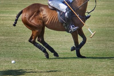 Low section of man playing polo on grass