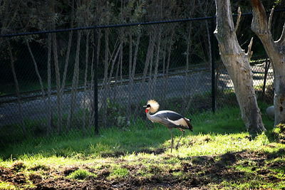 Bird on grass against trees