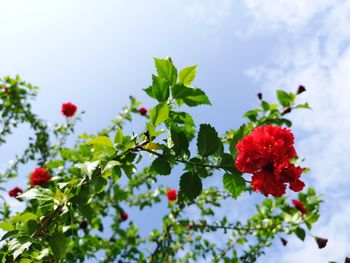 Low angle view of red berries on plant against sky