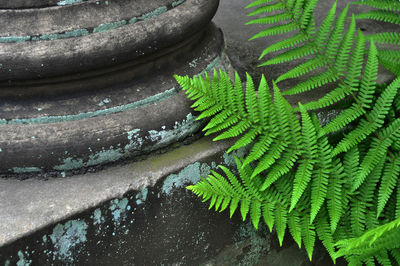 High angle view of leaves by stone on footpath