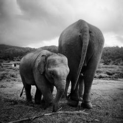 Elephants in a field, sanctuary pride  thailande 