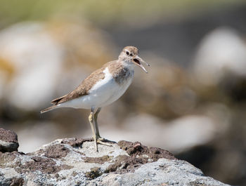 Close-up of bird perching on rock